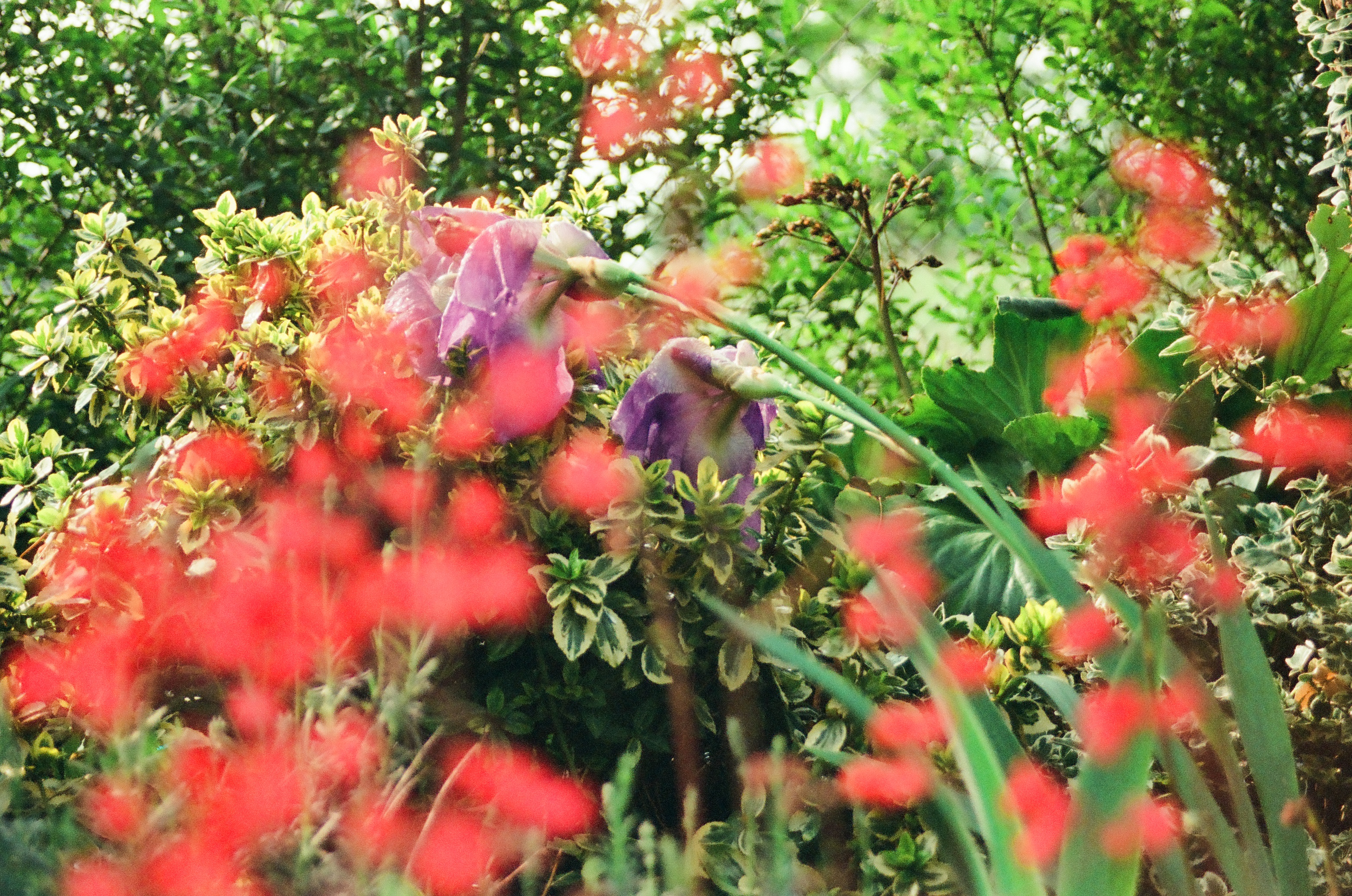 picture should be here